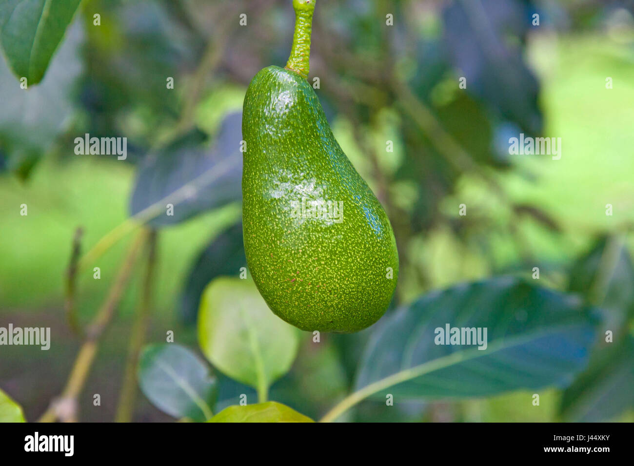 Single avocado pear hanging from a tree growing in a New Zealand garden Stock Photo