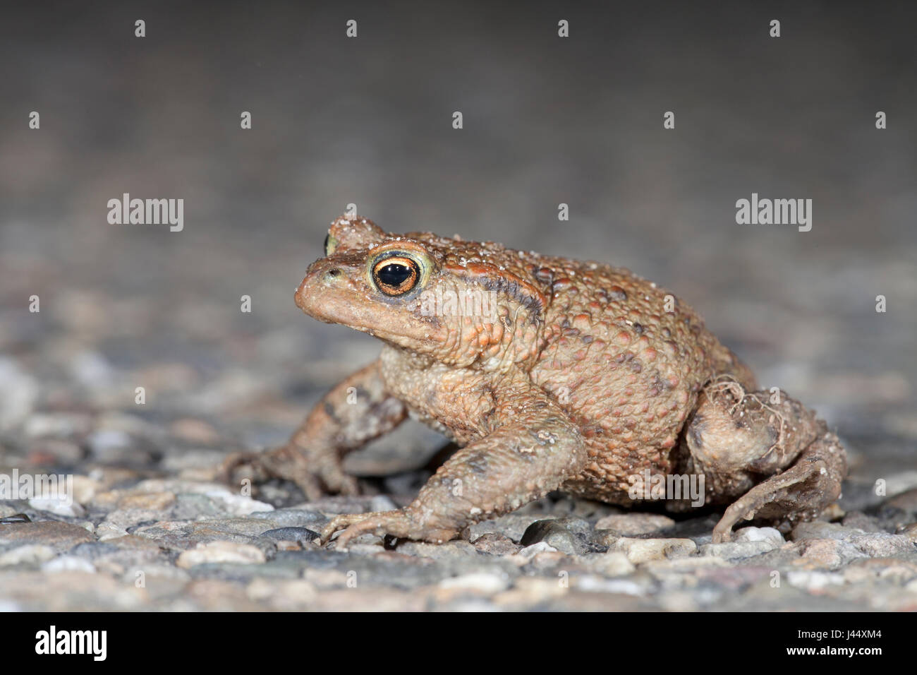 common toad male, sitting on the road during toad migration at night Stock Photo