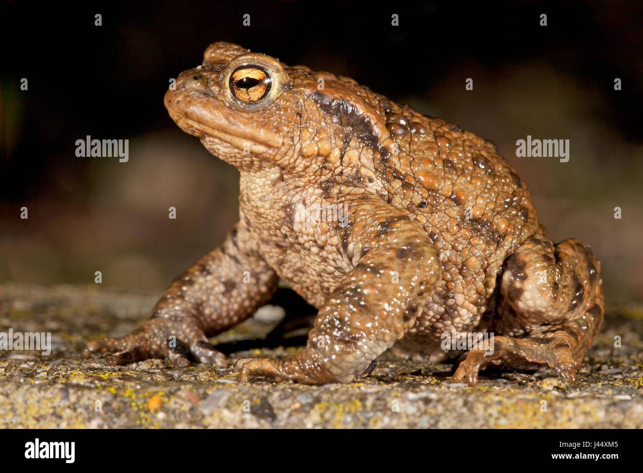 common toad male, sitting on the road during toad migration at night Stock Photo