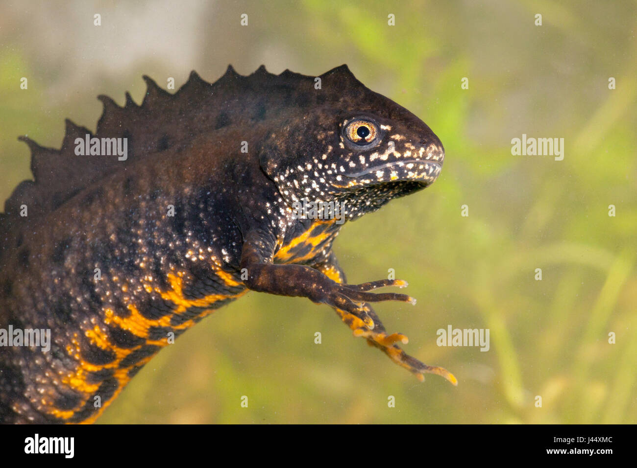 Portrait of a male great crested newt underwater photographed from the side with a green background Stock Photo