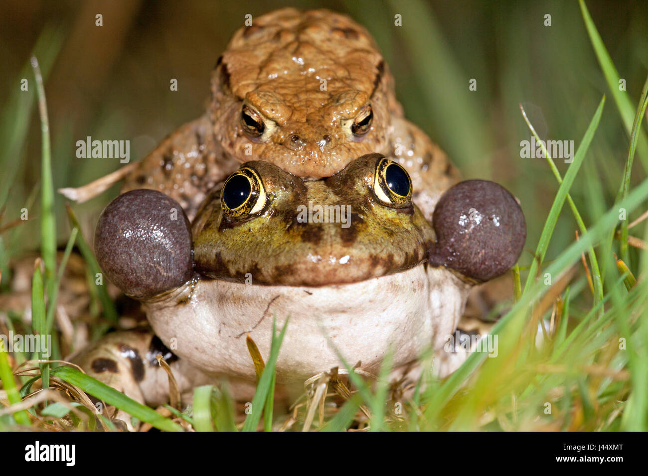 photo of a common toad on a marsh frog Stock Photo