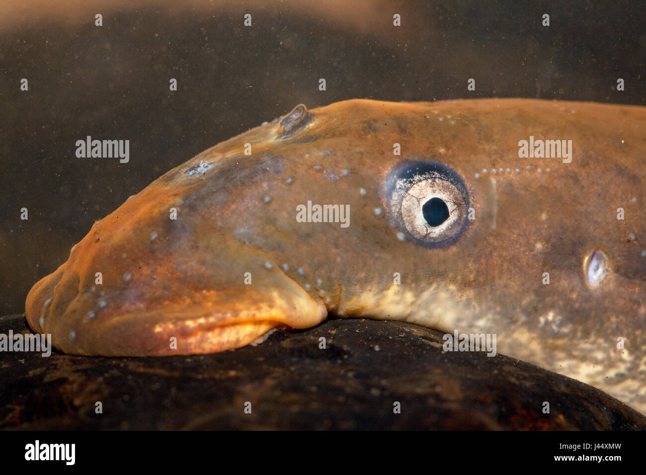 portrait of a river lamprey Stock Photo