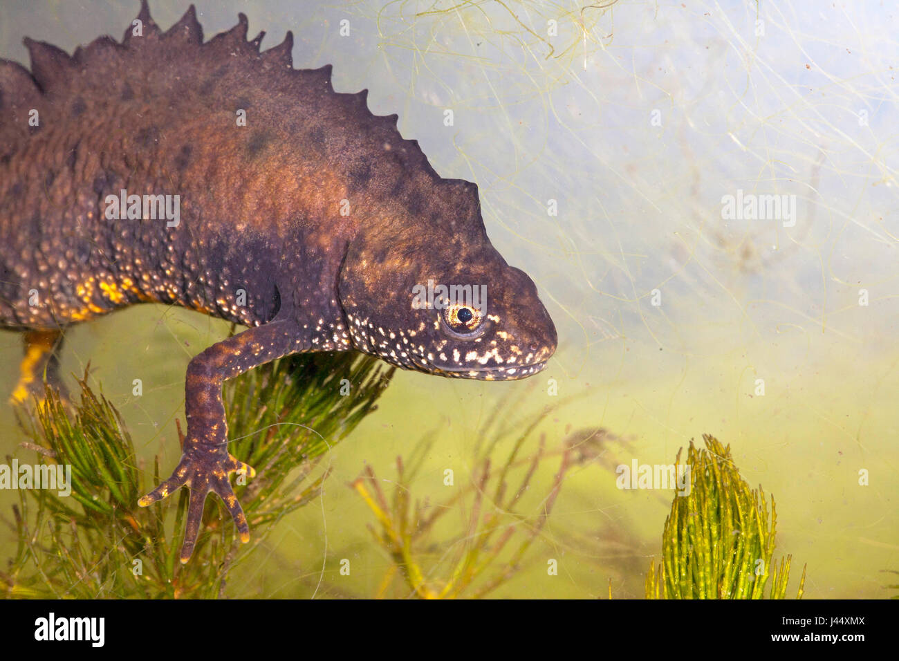 Portrait of a male great crested newt underwater photographed from the side with a green background Stock Photo