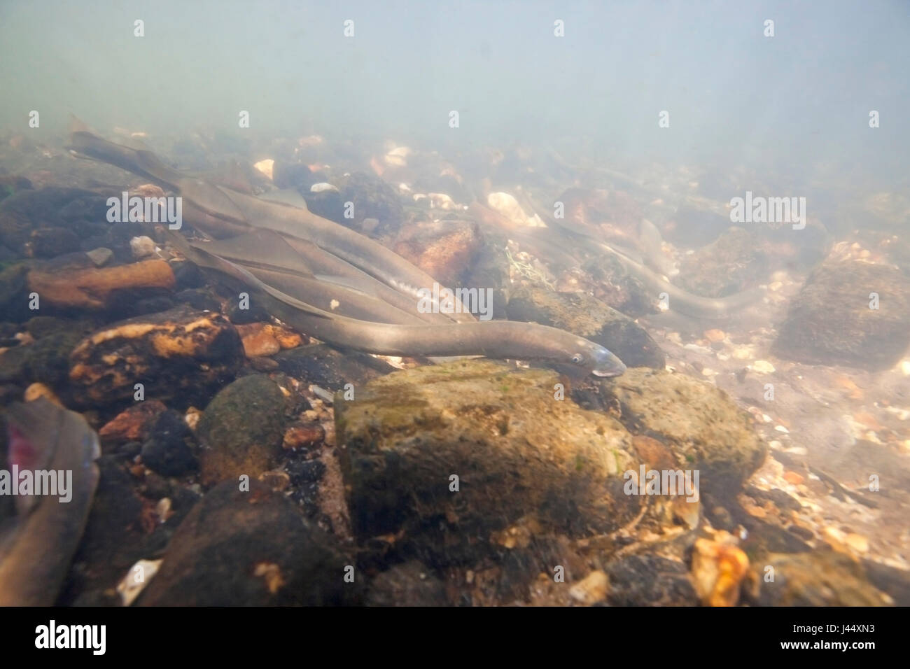 river lampreys on a spawning site in the Netherlands, the males make nestholes between the rocks were the females can lay their eggs. Stock Photo