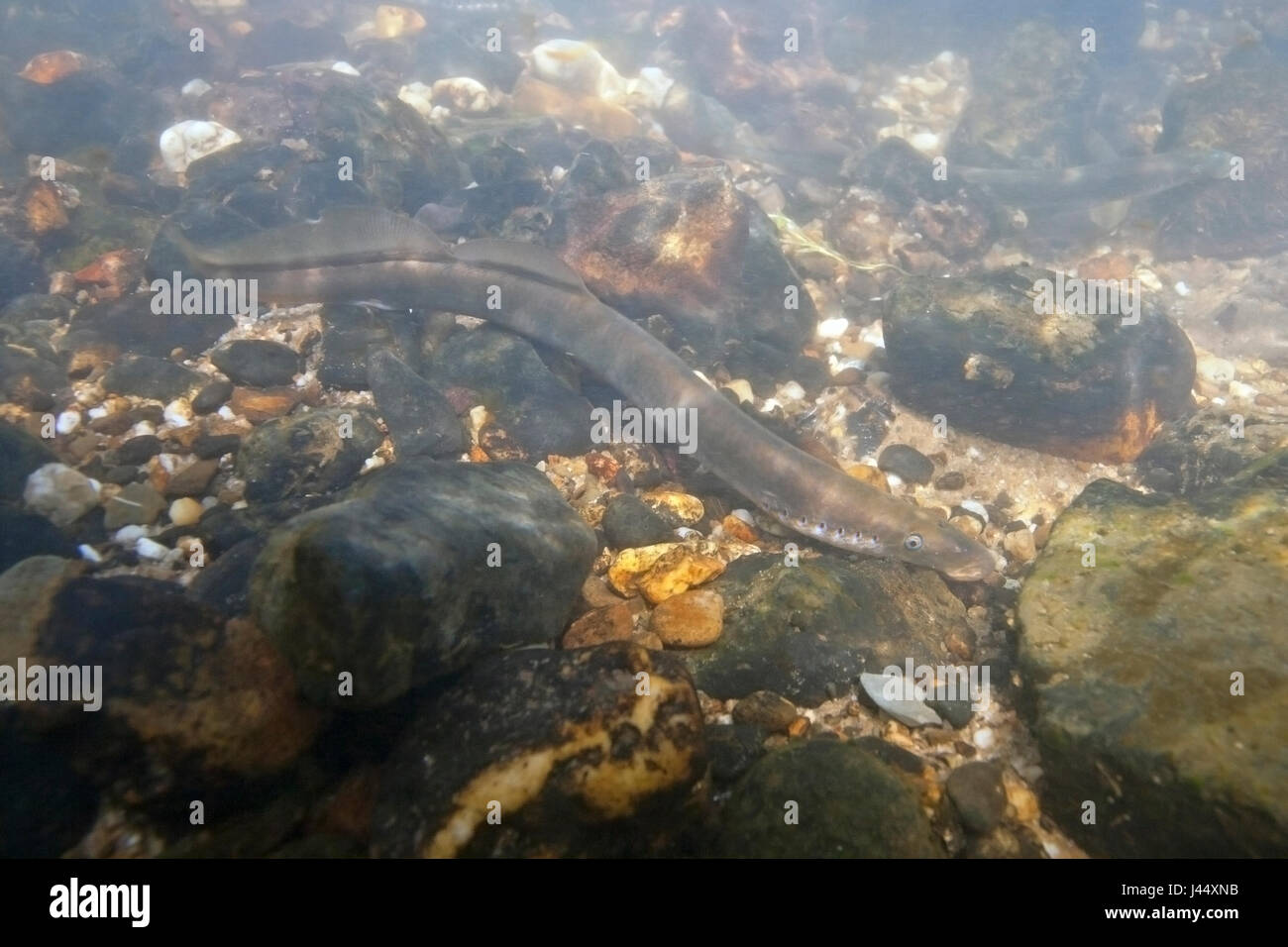 river lamprey in the Netherlands Stock Photo