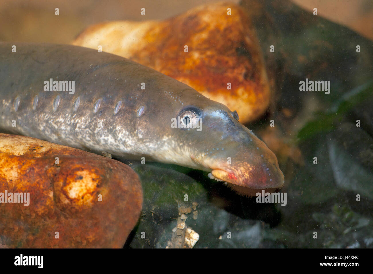 portrait of a river lamprey Stock Photo