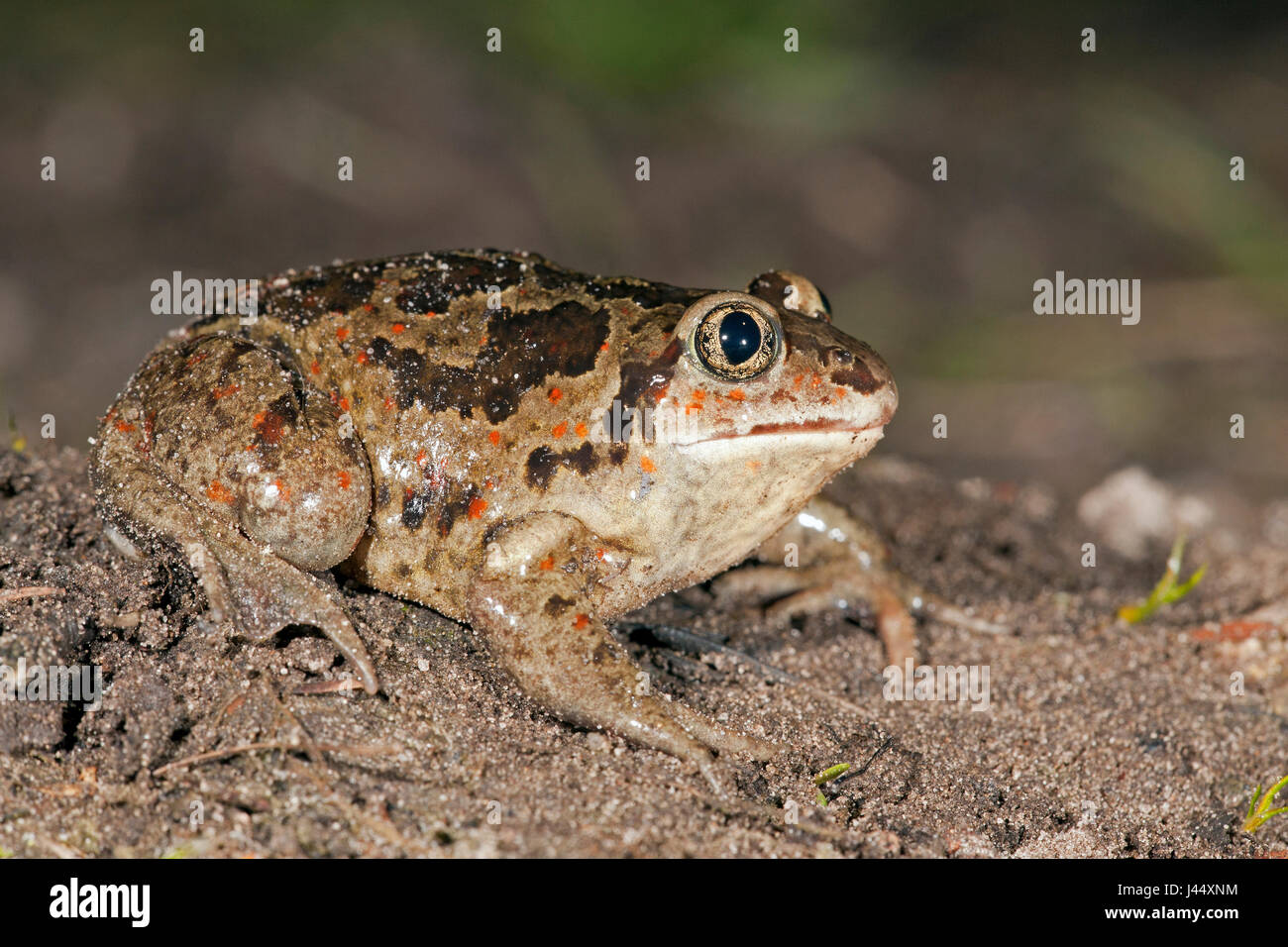 photo of a common spadefoot Stock Photo