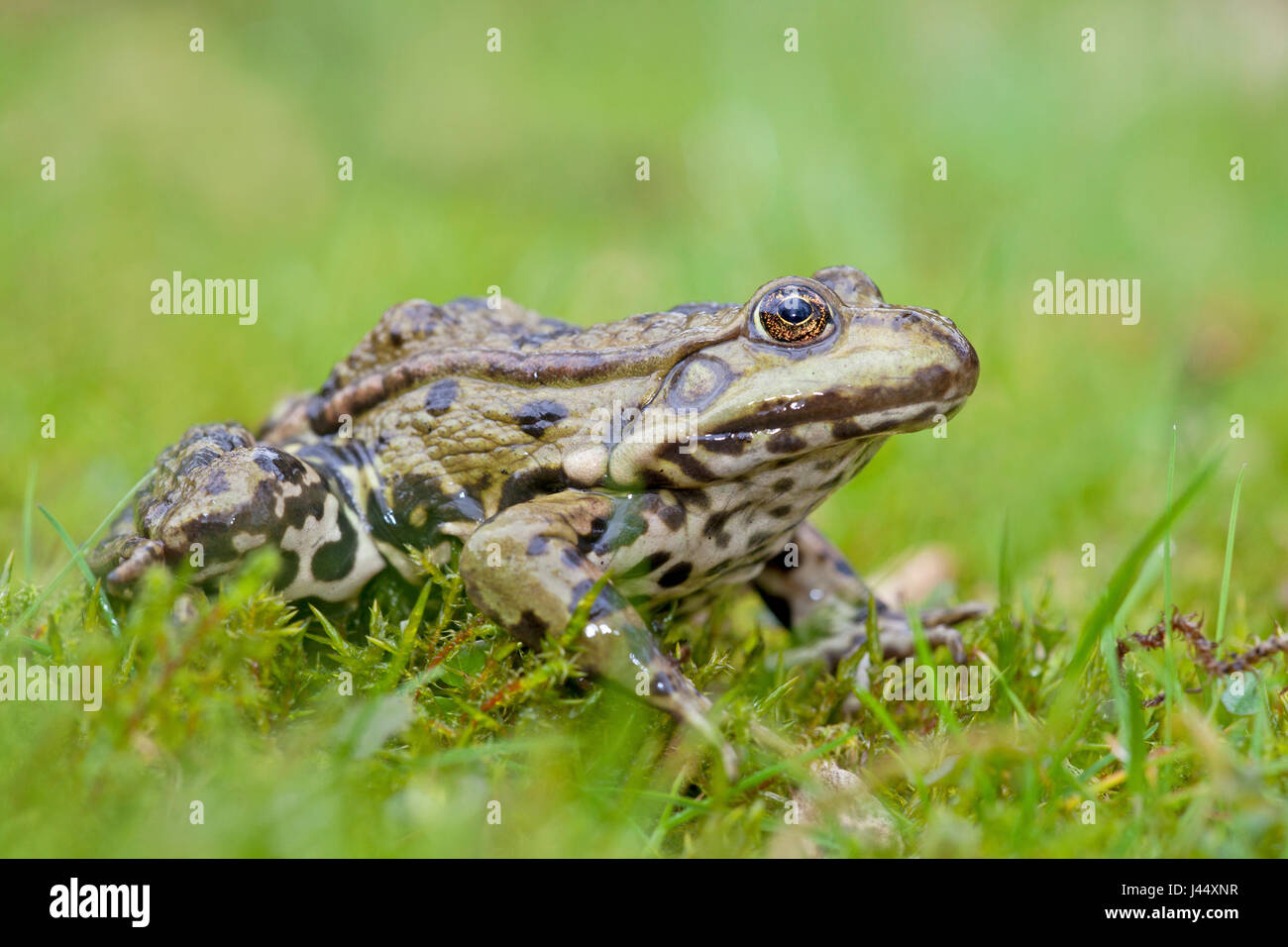 photo of a marsh frog in green grass against a green background Stock Photo