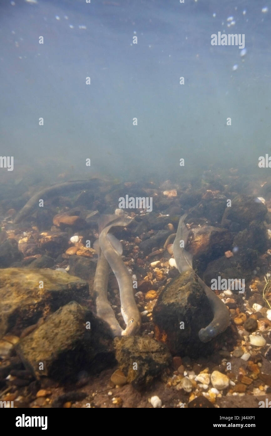 river lampreys on a spawning site in the Netherlands, the males make nestholes between the rocks were the females can lay their eggs. Stock Photo