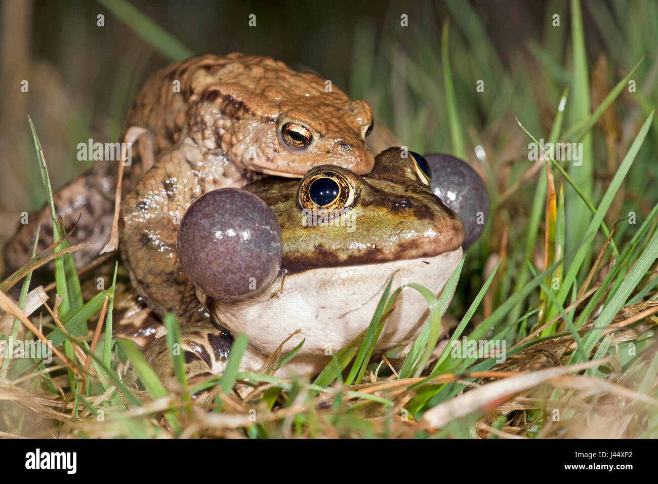 photo of a common toad on a marsh frog Stock Photo