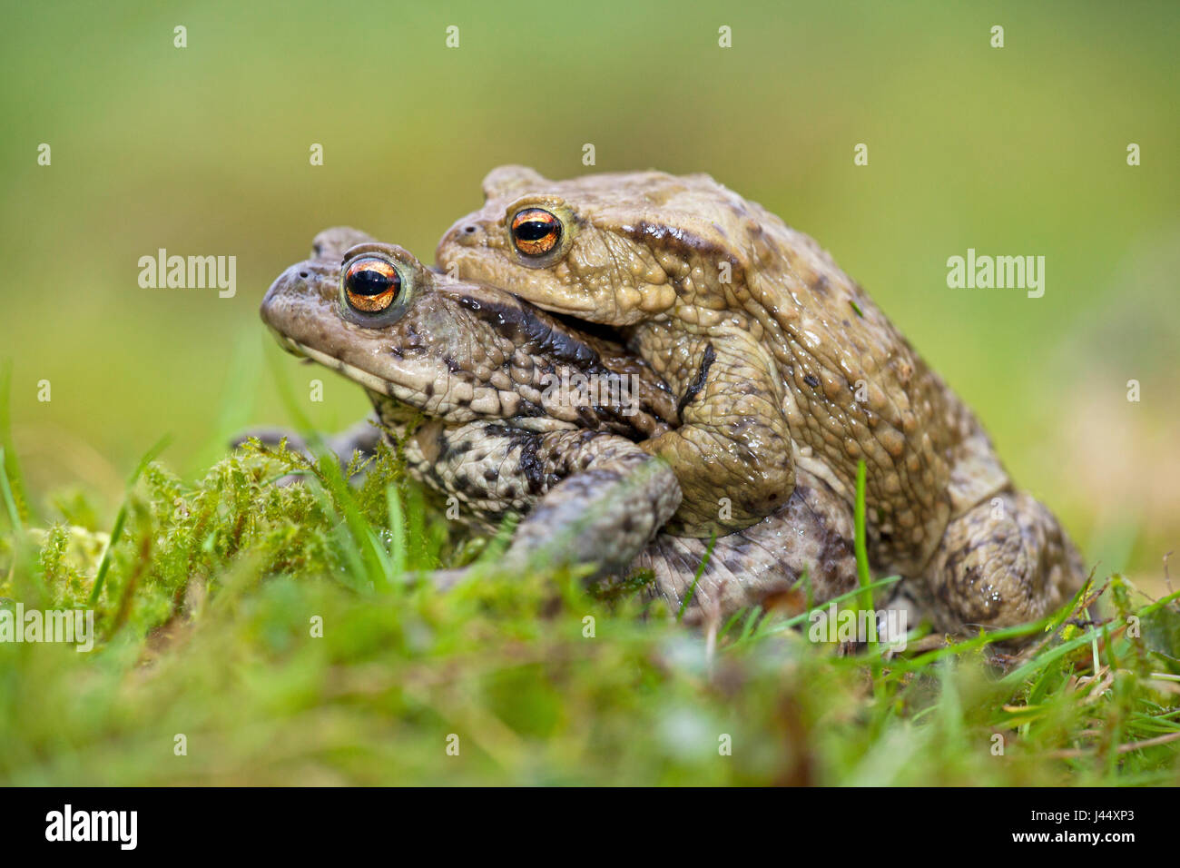 Migrating toad couple Stock Photo