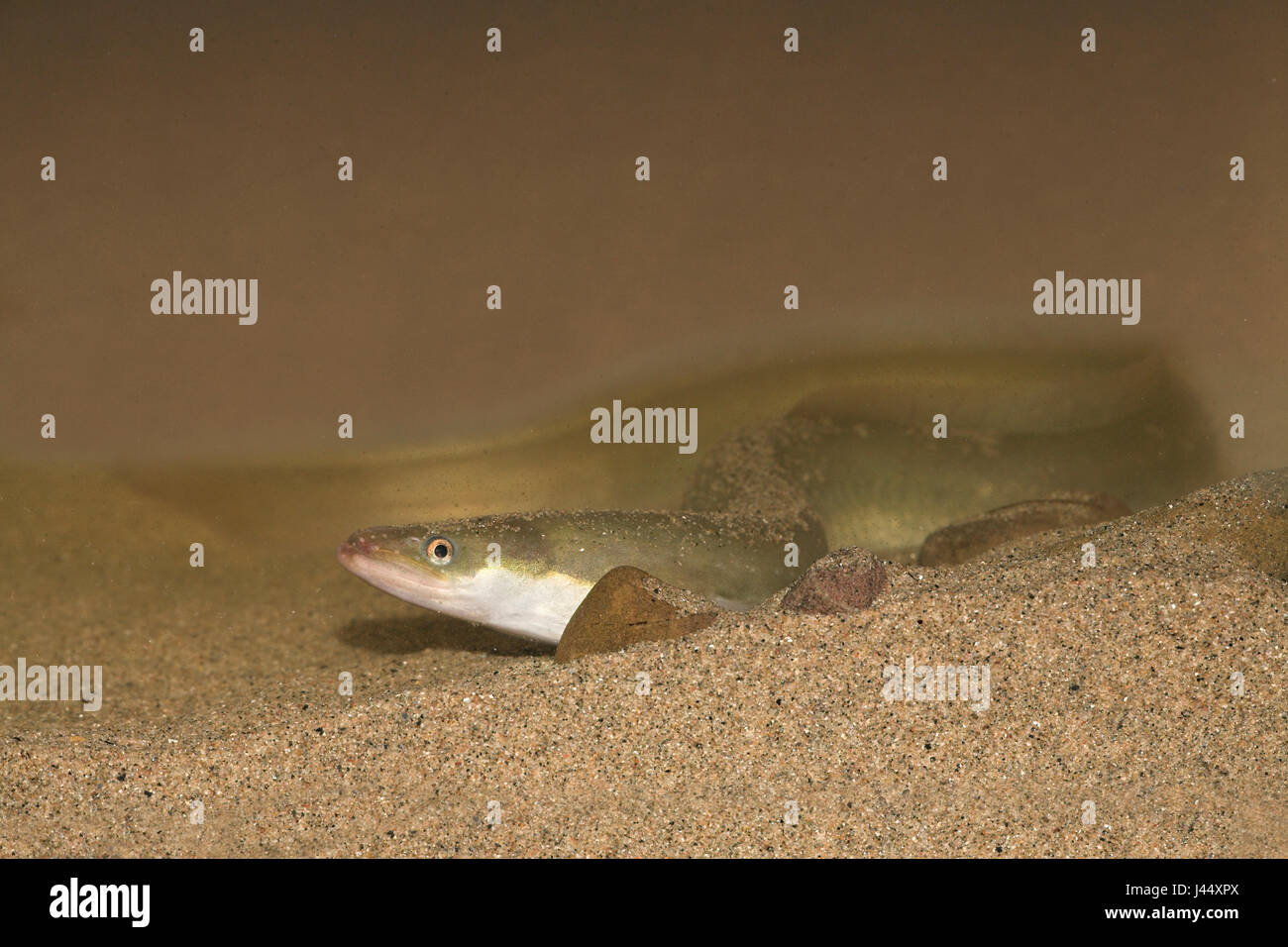 Paling liggend op de zandbodem; Eel lying on sand; Stock Photo
