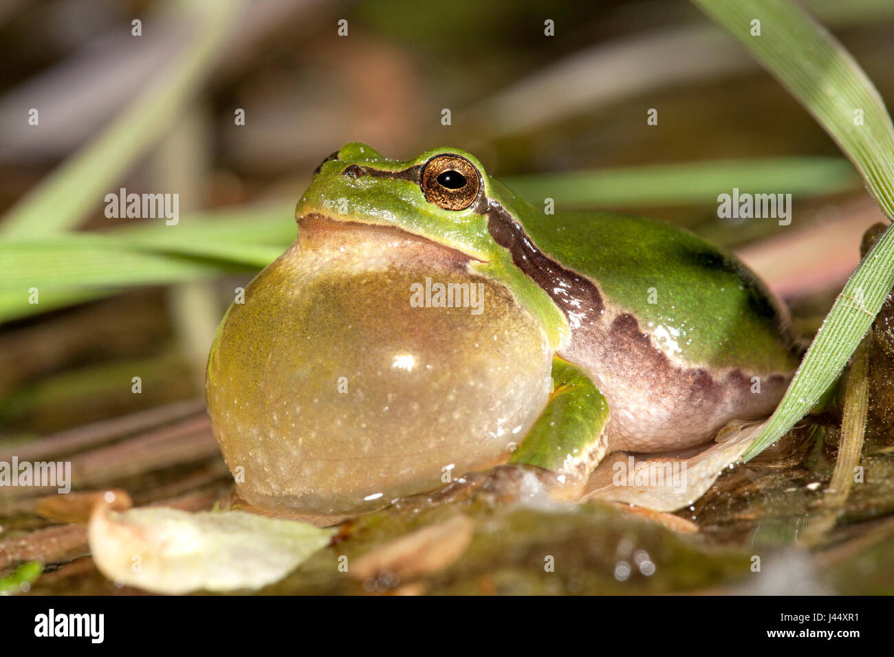 photo of a calling male common tree frog Stock Photo - Alamy