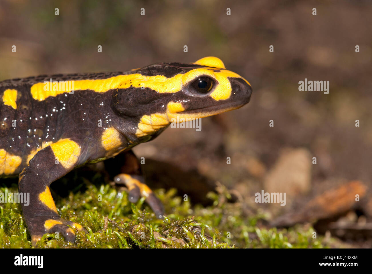 portrait of a fire salamander Stock Photo Alamy