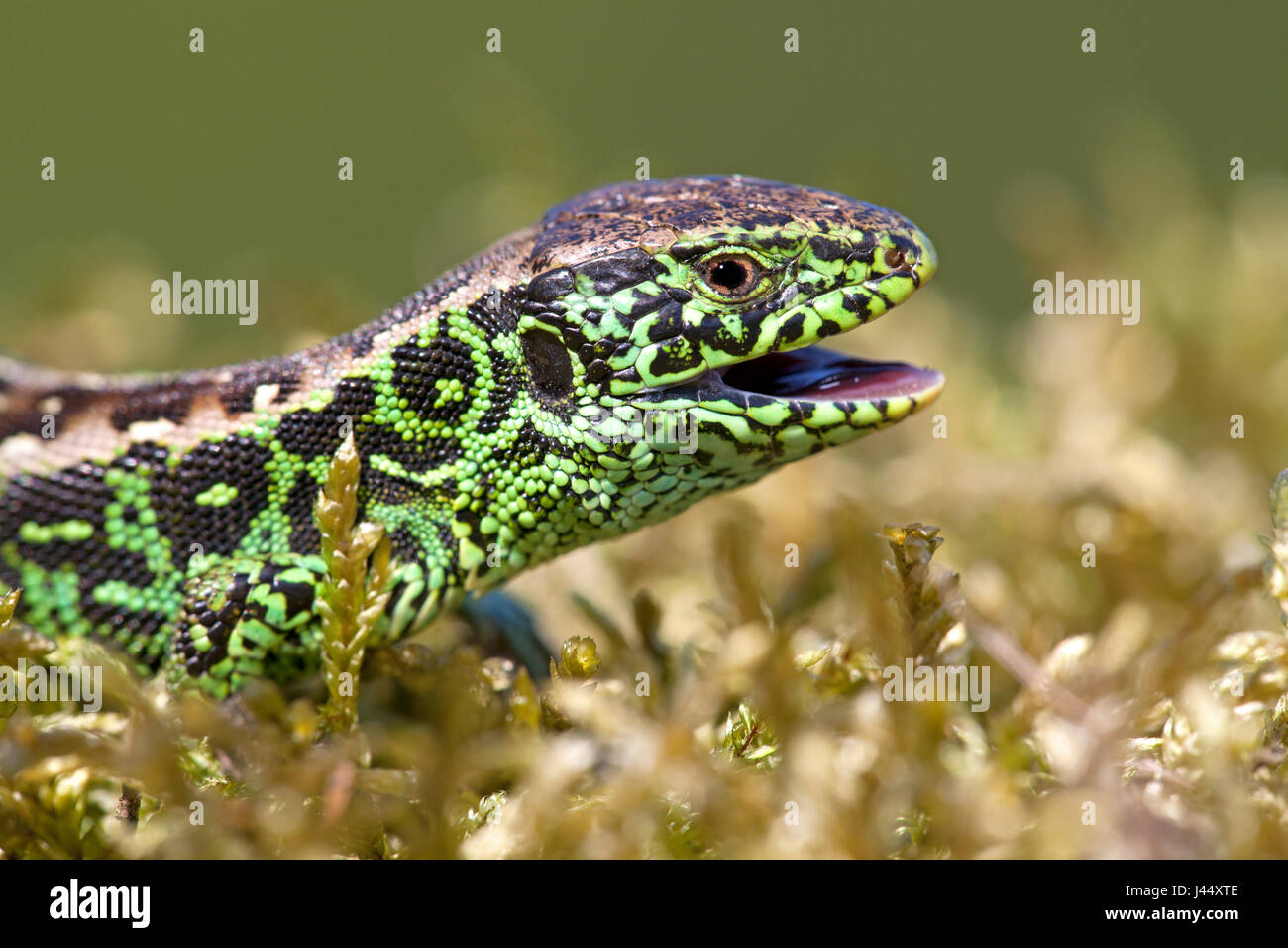 potrait of a green male sand lizard on moss against a green background Stock Photo