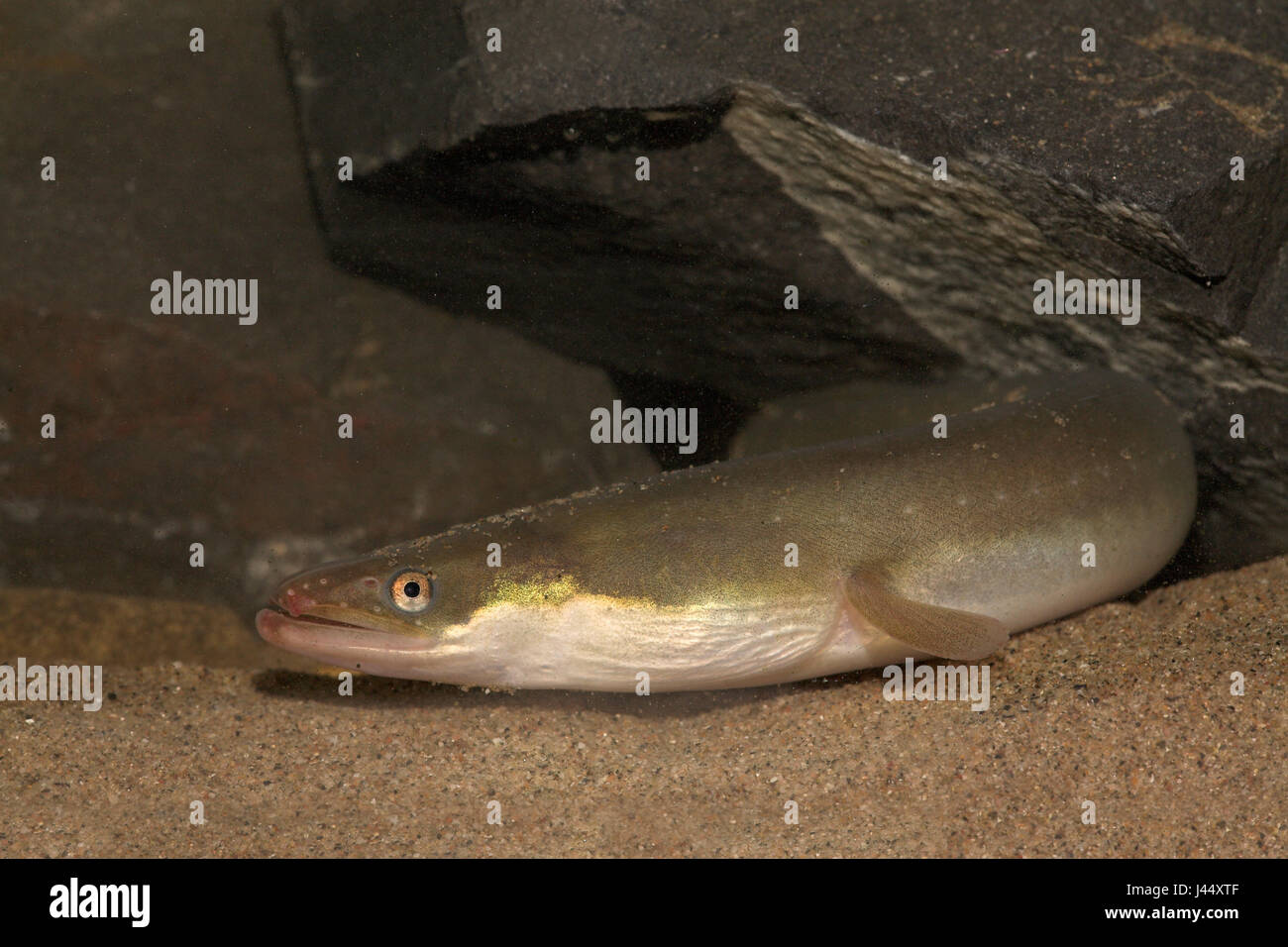 eel comes out of its hide Stock Photo