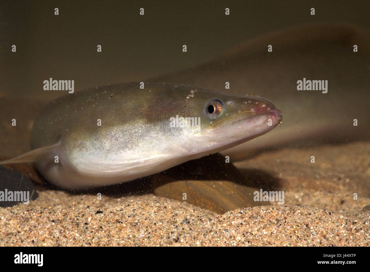 portrait of an eel Stock Photo