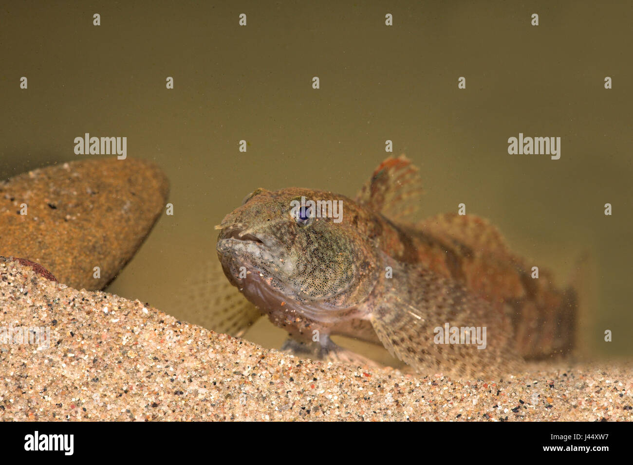 tubenose goby lying on sand Stock Photo