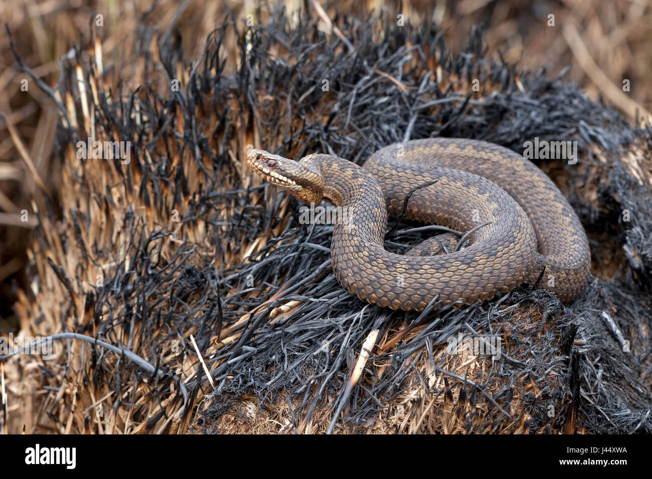 photo of a viper that survived the fire in the fochterloerveen Stock Photo