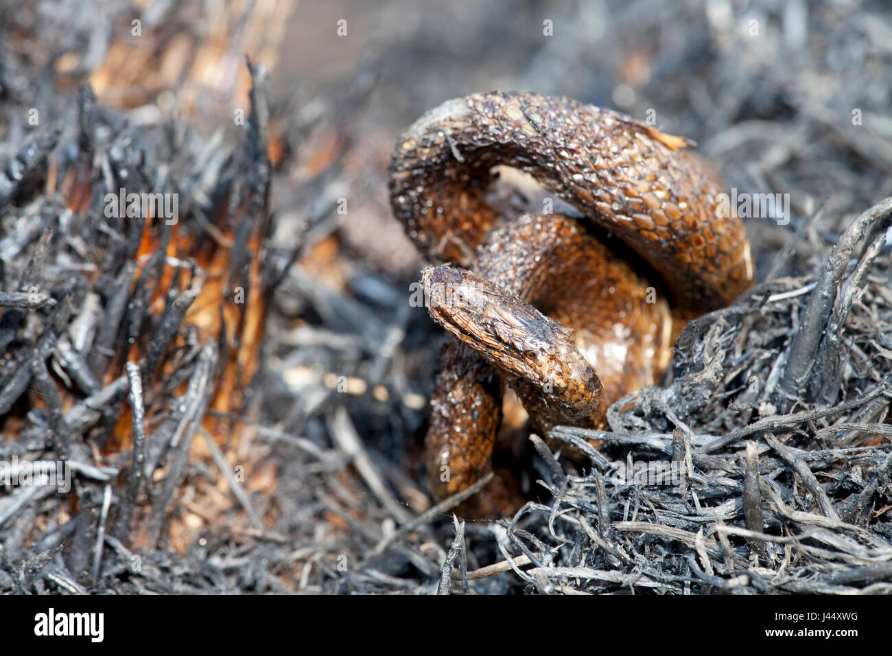 photo of a smooth snake killed by a heath fire Stock Photo