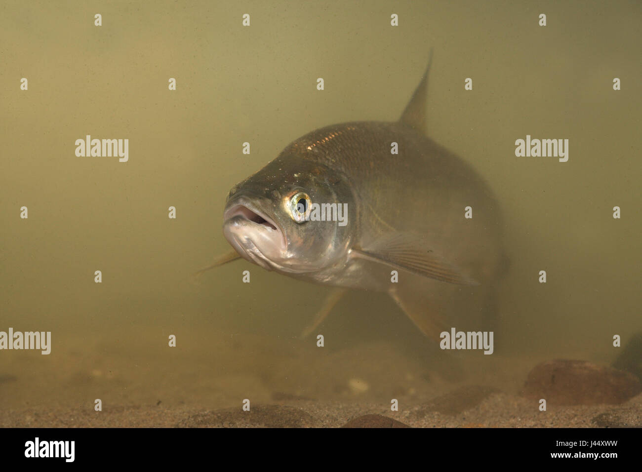 Asp with its large mouth open swims towards the camera Stock Photo