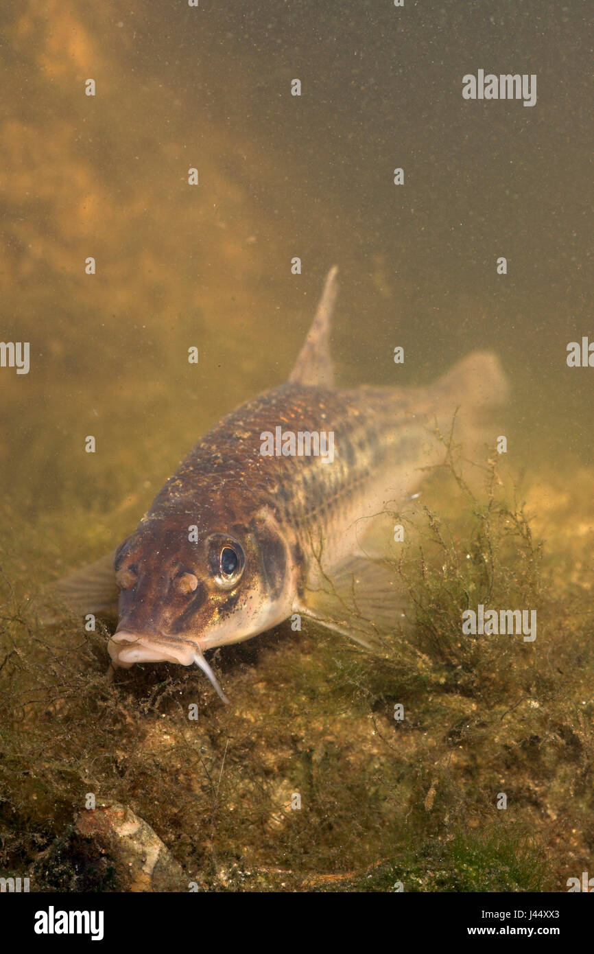 vertical photo of a gudgeon on a rocky bottom overgrown with algae Stock Photo