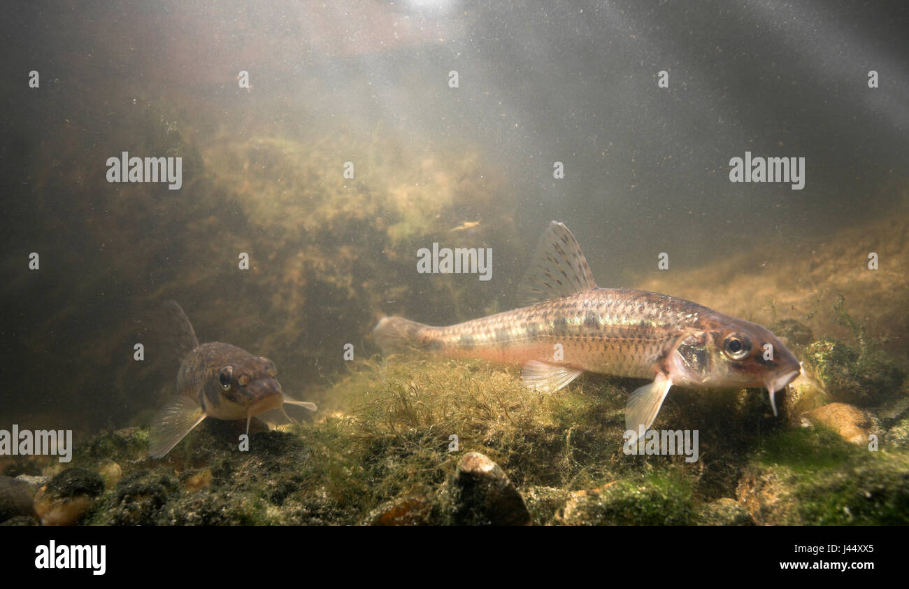 two gudgeons ly next to each other on a rocky bottom overgrown with algae, with light coming from above through the watersurface Stock Photo