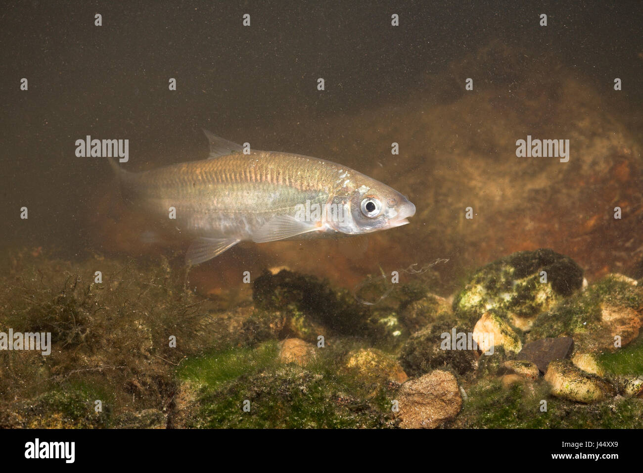 nase swimming above a rocky bottom covered with algae Stock Photo