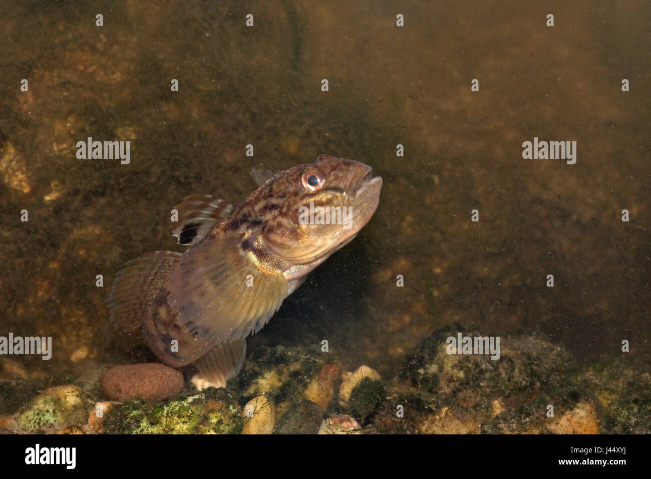 Round goby swimming between rocks Stock Photo