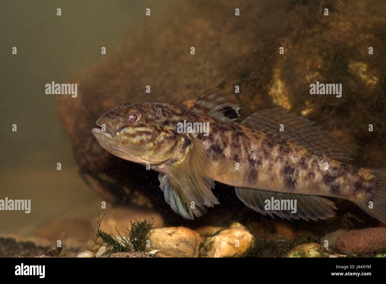 Round goby swimming between rocks Stock Photo