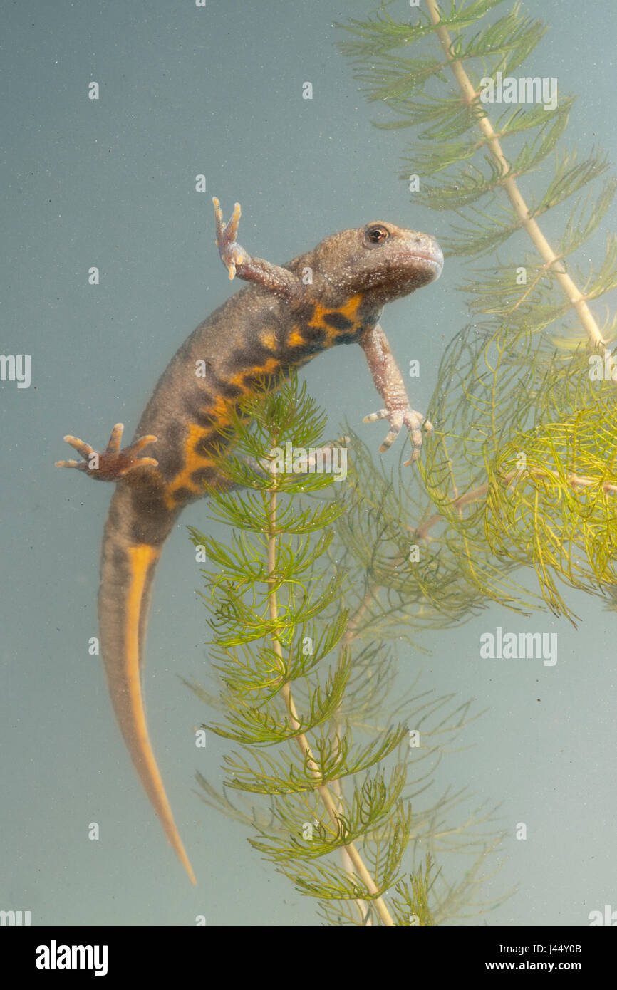 photo of an Italian crested newt with the characteristic belly pattern well visible Stock Photo