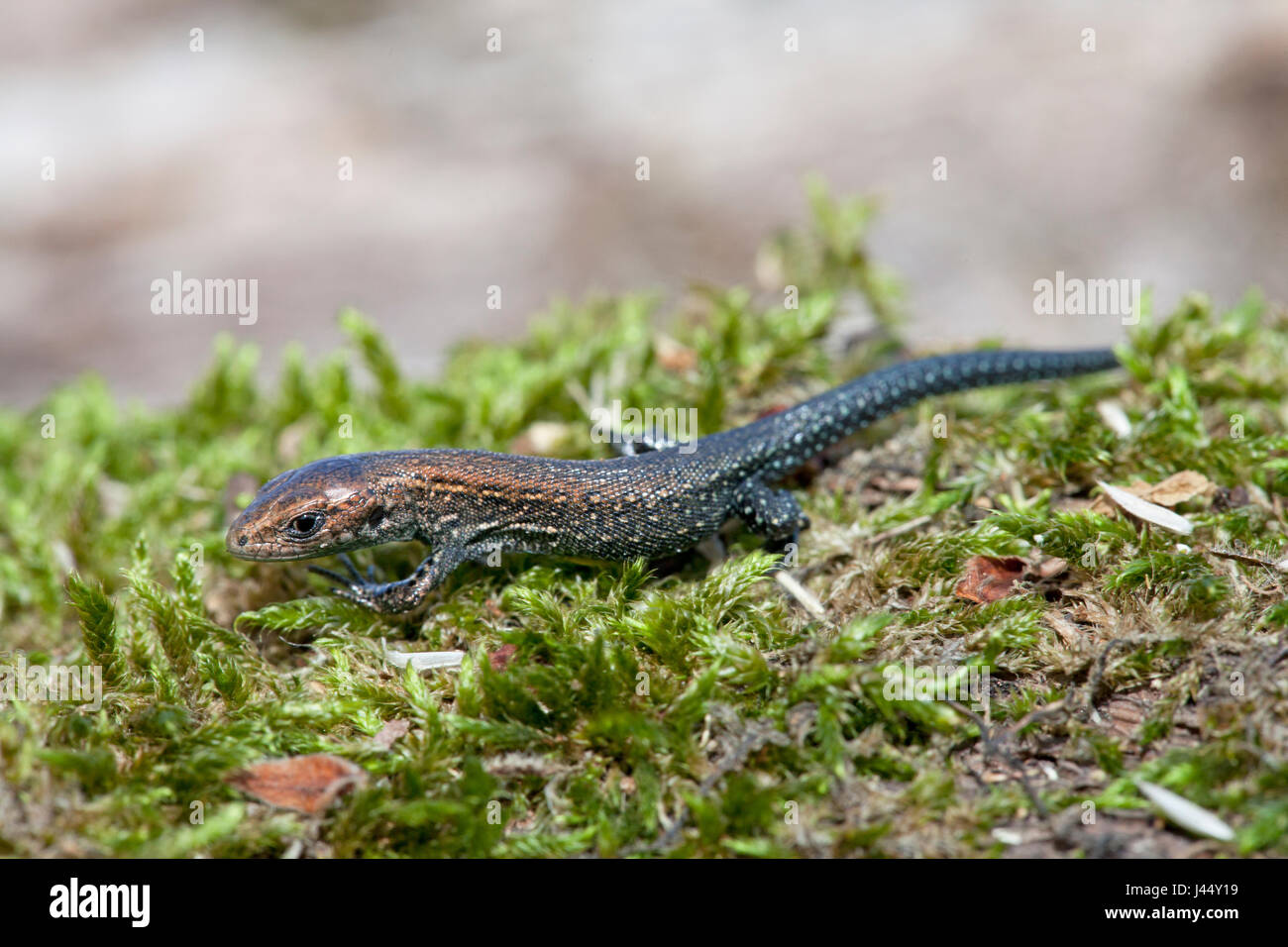 photo of a juvenile common lizard with its characteristic dark tail well visible Stock Photo