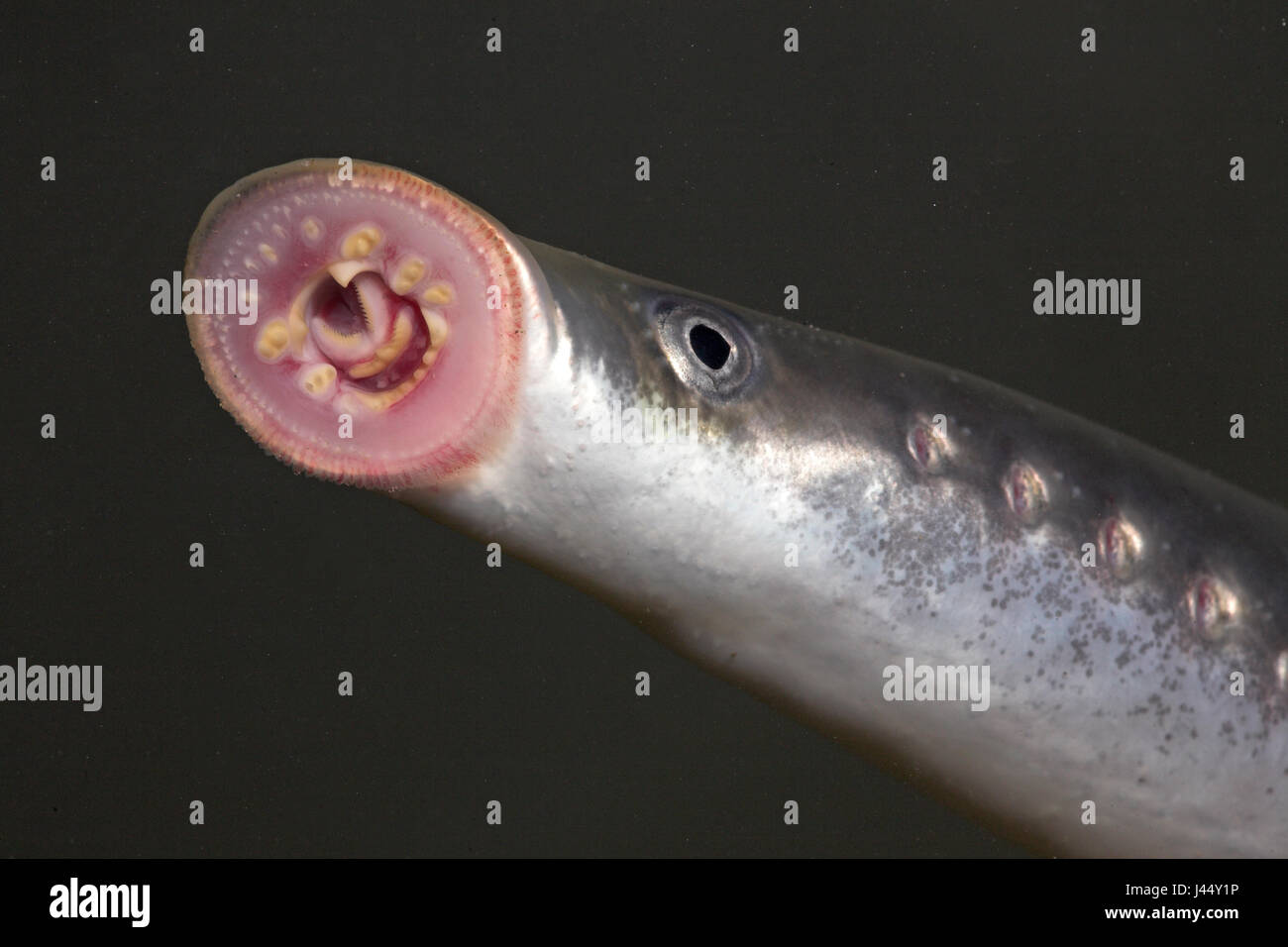 horizontal picture of a river lamprey with its suckerdisc well visible Stock Photo