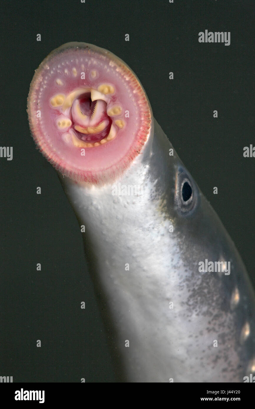 vertical picture of a river lamprey with its suckerdisc well visible Stock Photo