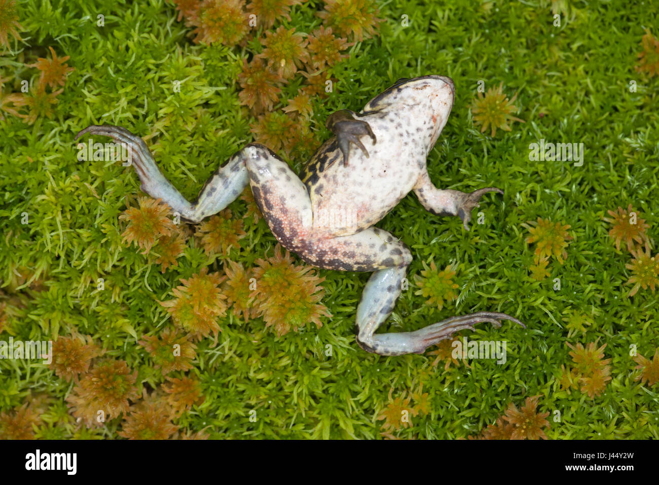 Foto van een kikker die gestorven is aan het ranavirus en de typische rode dijen heeft; photo of a frog that has died from the red leg disease; Stock Photo