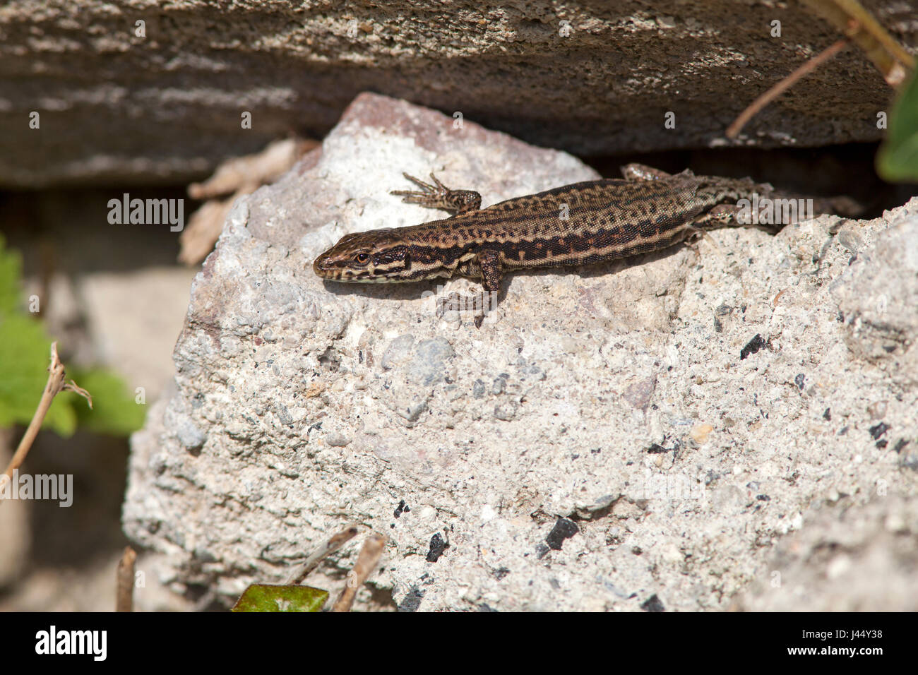 photo of a common wall lizard basking Stock Photo