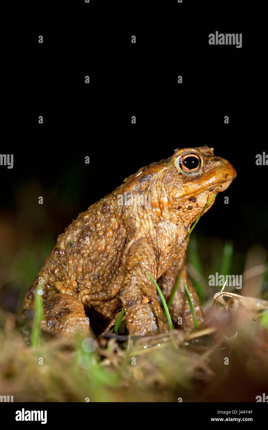 photo of a male common toad Stock Photo