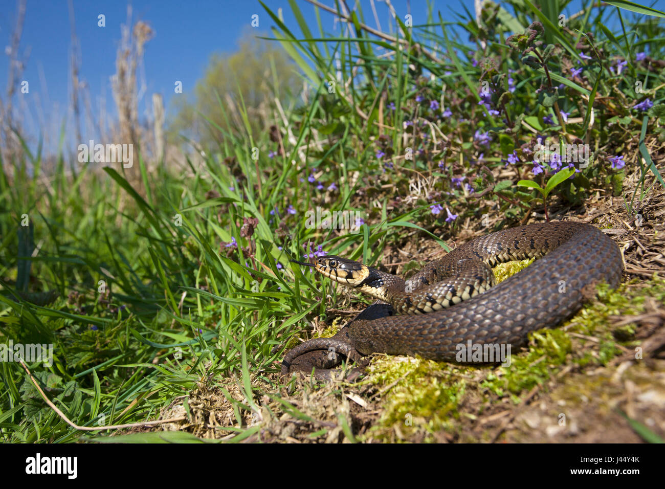 photo of a basking grass snake between grass and purple flowers Stock Photo