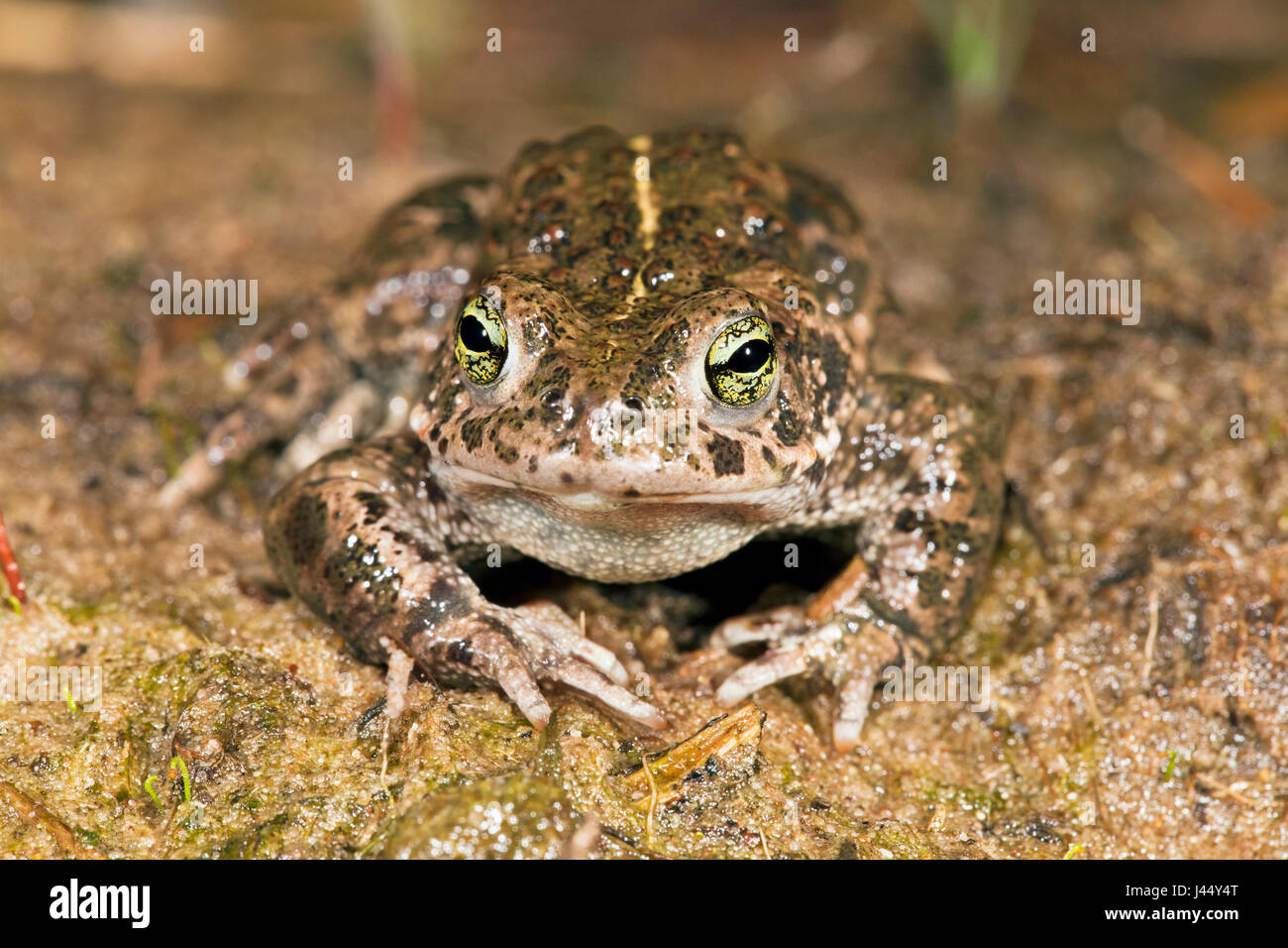 photo of a natterjack toad with its stripe on the back well visible Stock Photo