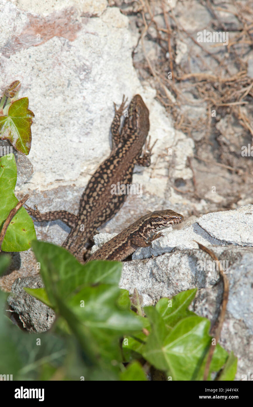 vertical photo of two wall lizards Stock Photo