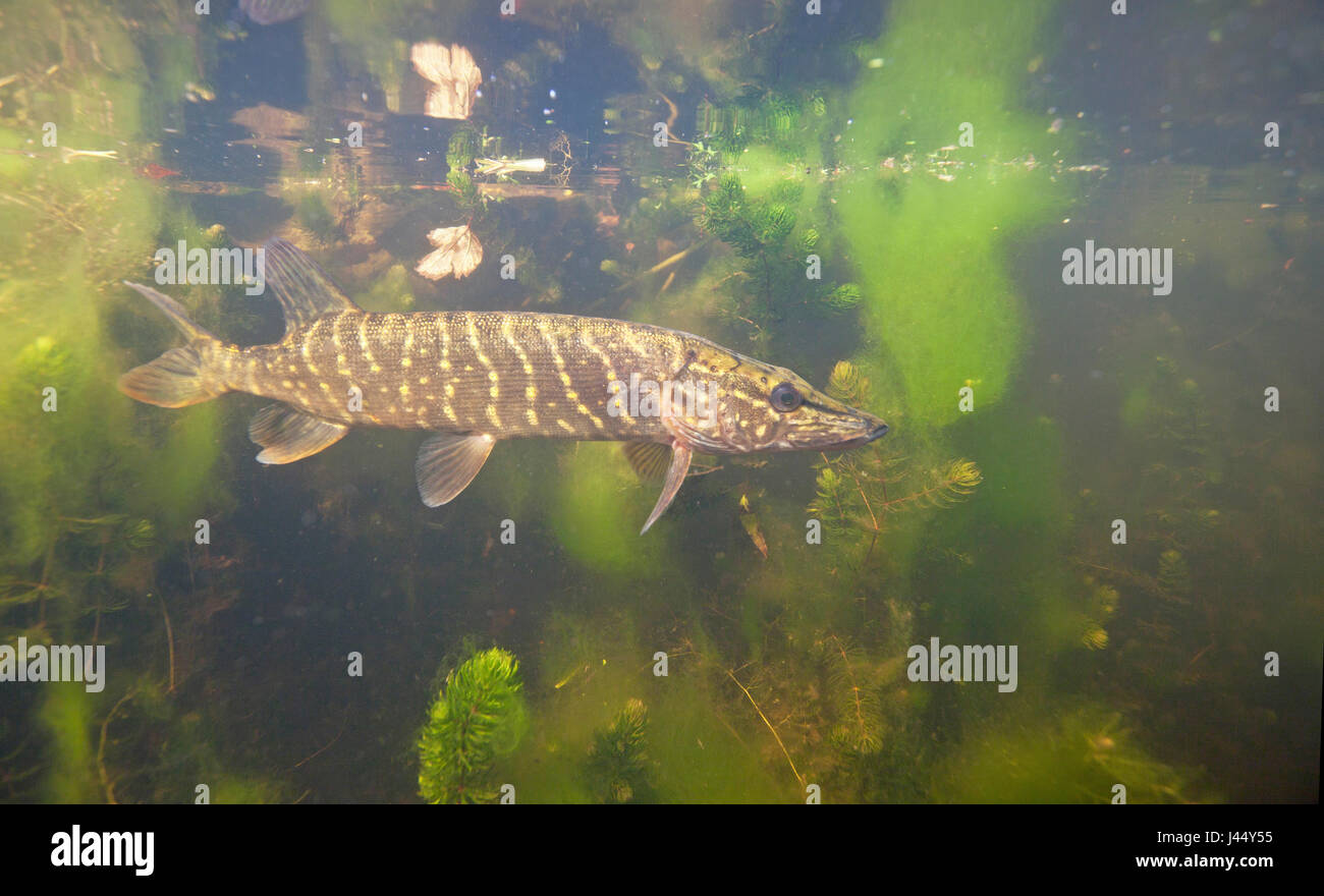 nature photo of a pike underwater in clear water Stock Photo