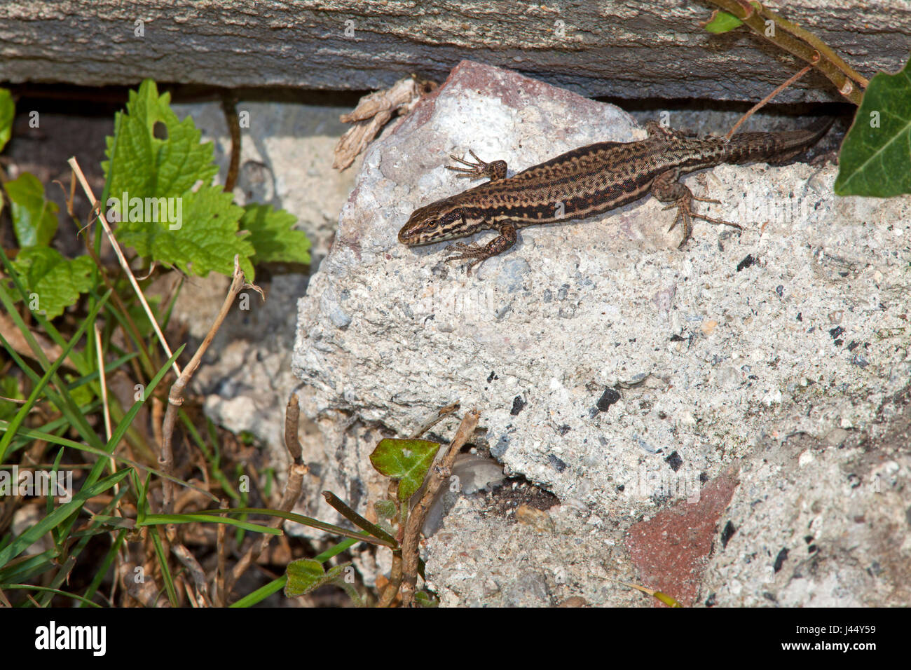 photo of a common wall lizard basking Stock Photo