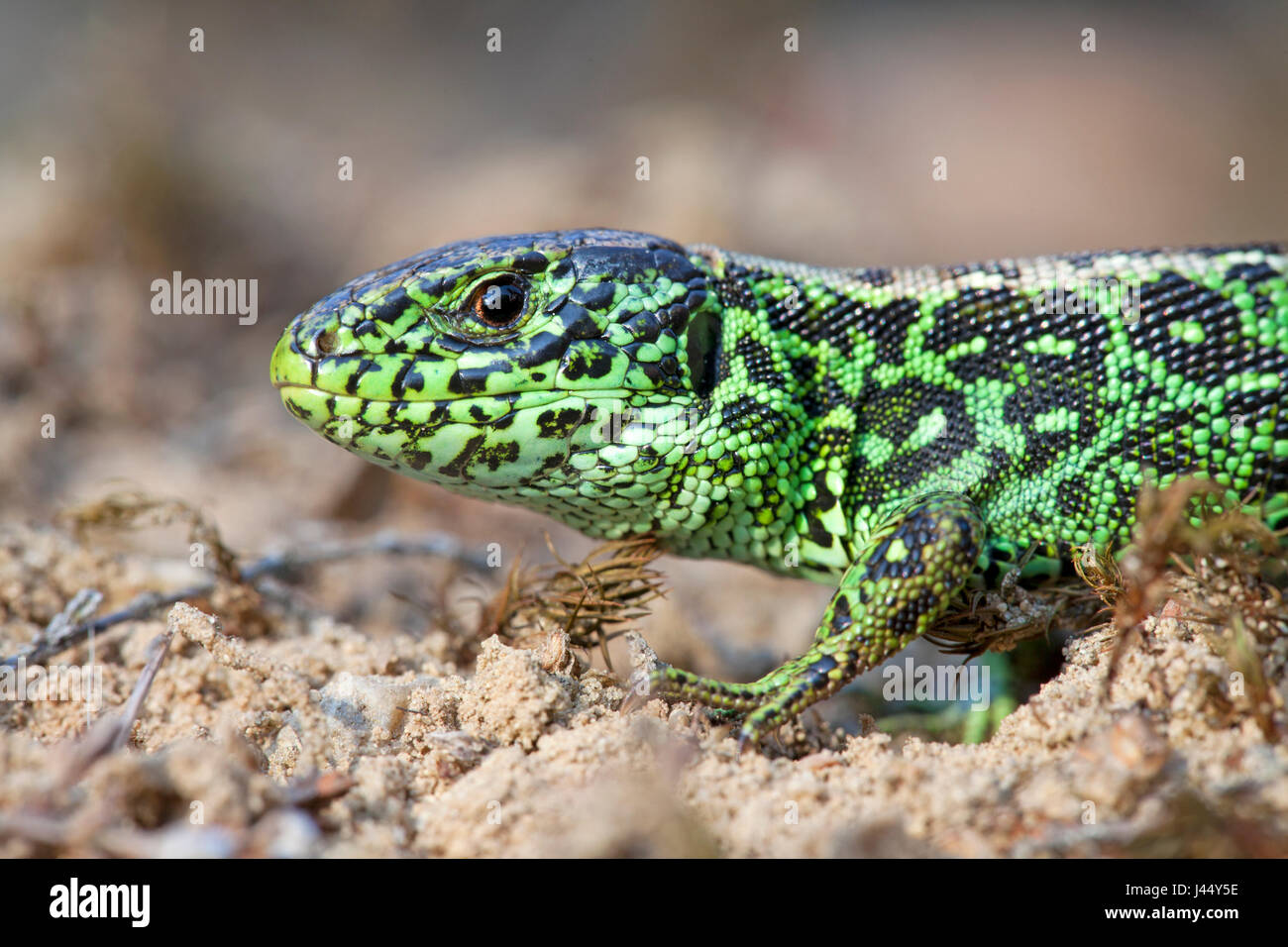 potrait of a green male sand lizard on sand Stock Photo