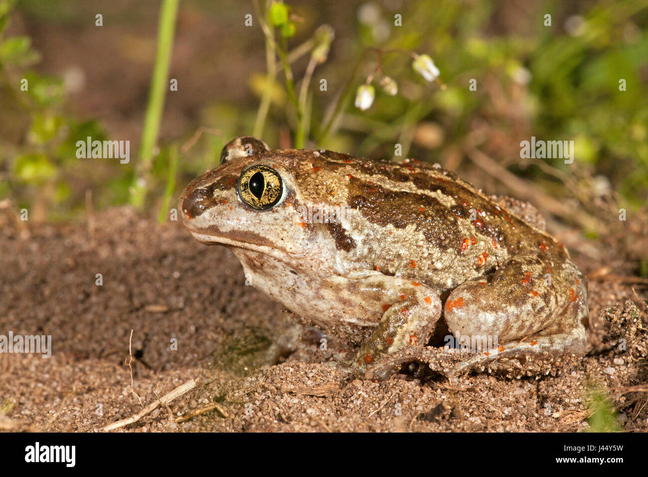 photo of a common spadefoot on agricultural land that is specially managed for the species that needs loose soil to dig in. Stock Photo