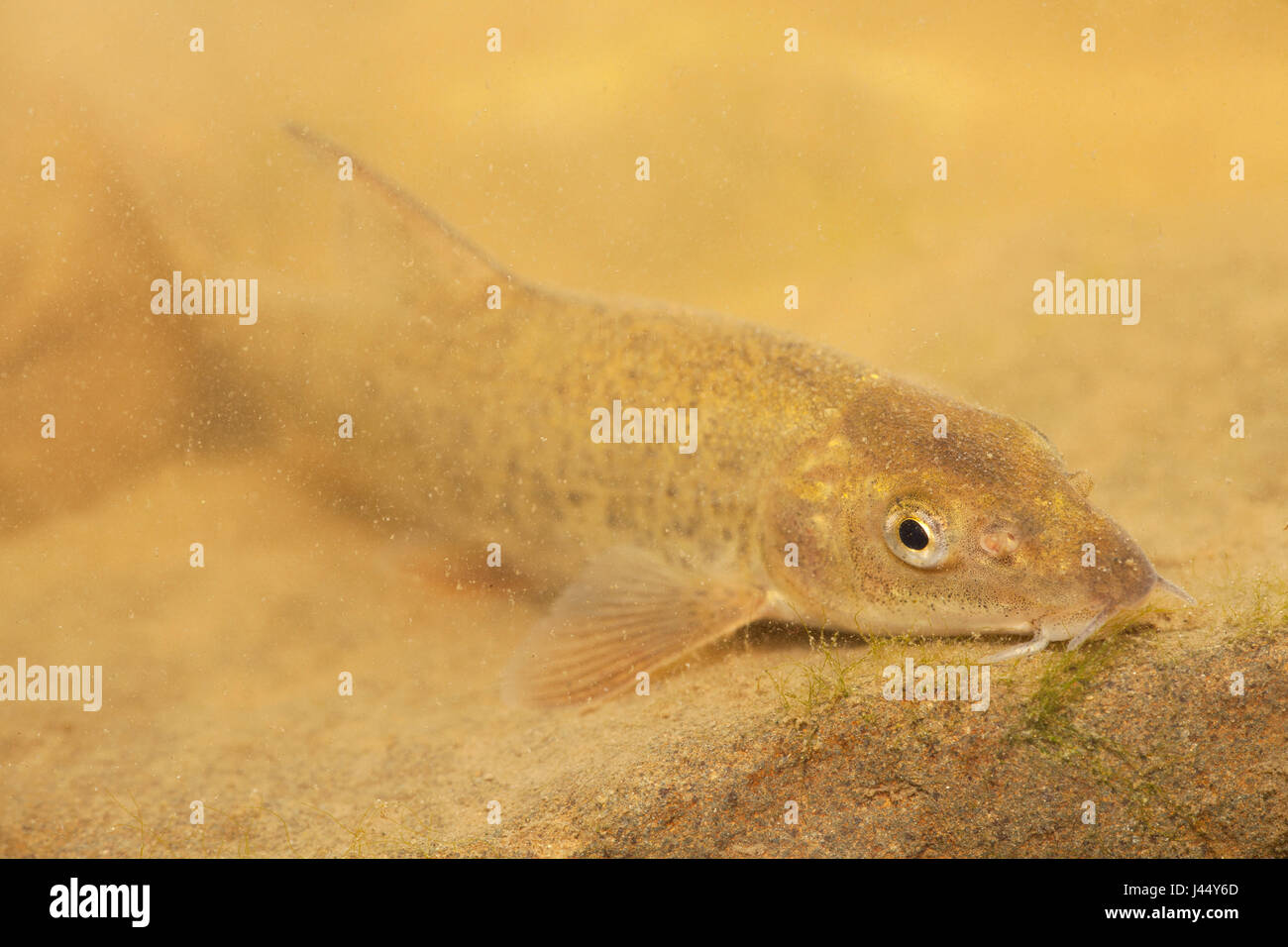 photo of a barbel Stock Photo