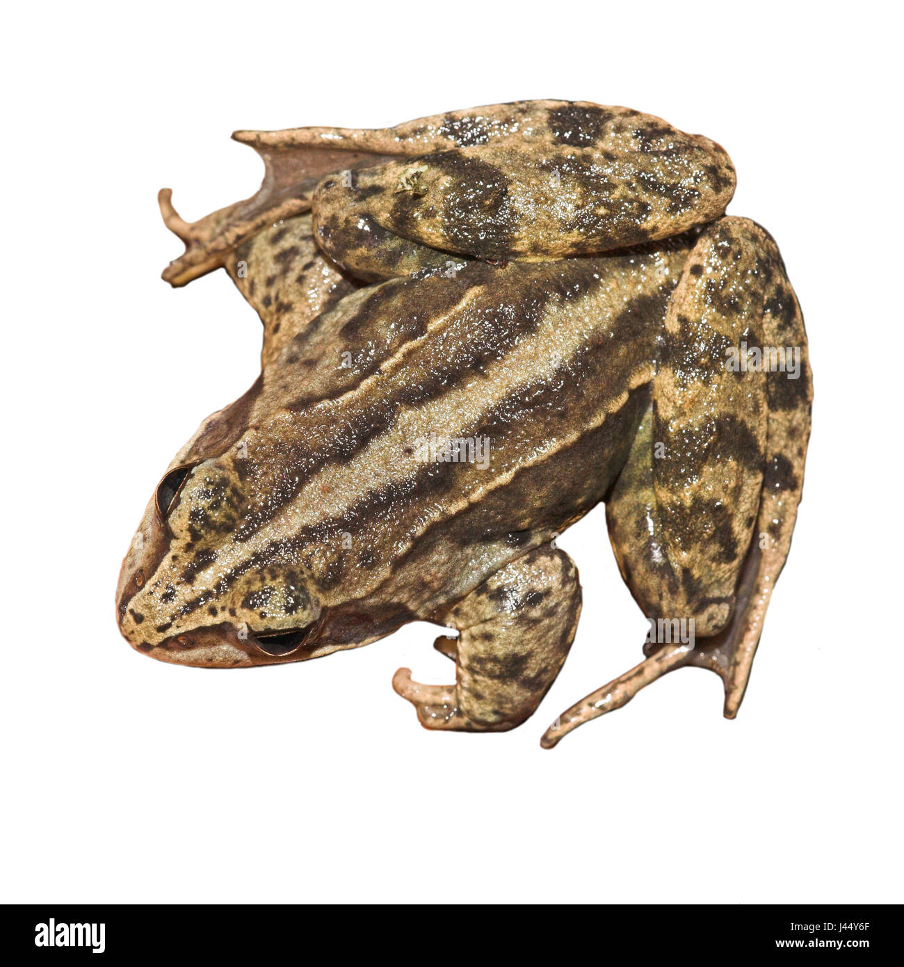 Dorsal view of a moor frog with its dorsal stripe well visible (rendered Stock Photo