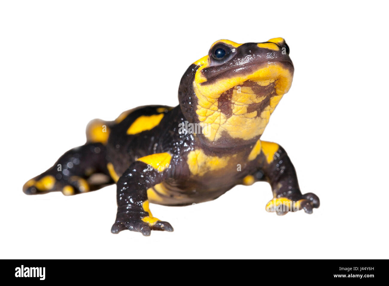 Fire salamander against white background (rendered); Stock Photo