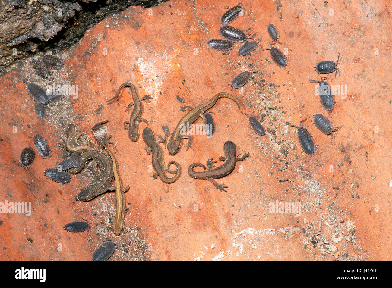 wintering common newts Stock Photo
