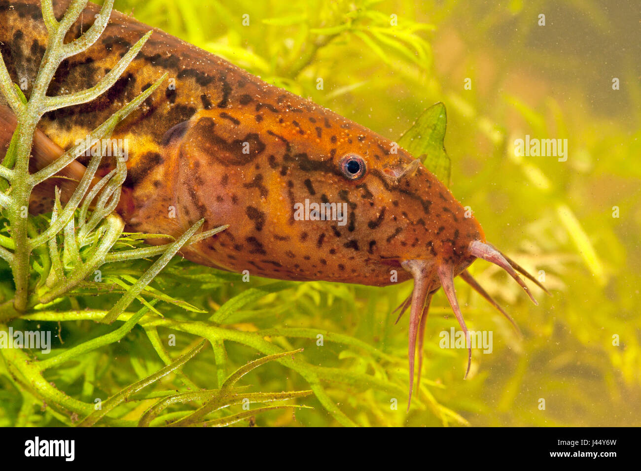 portrait of a pond loach Stock Photo