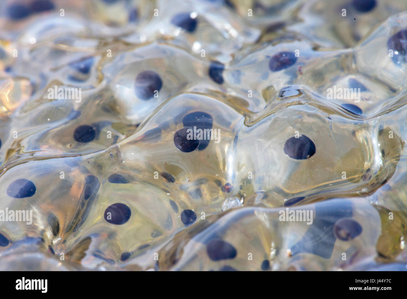 photo of frog spawn of a common frog Stock Photo Alamy